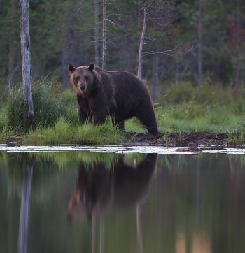 Björn vid en tjärn