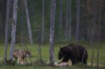 Varg som suktar efter björnens mat