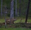 Varg Finland