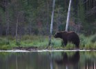 En runda runt tjärnen