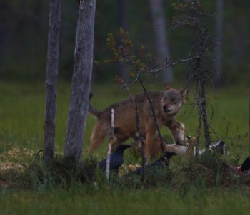 Kärlek på myren mellan två Vargar