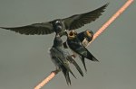 114_redigerad-1