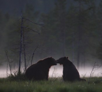 Kärlek i midnattsljus Finland