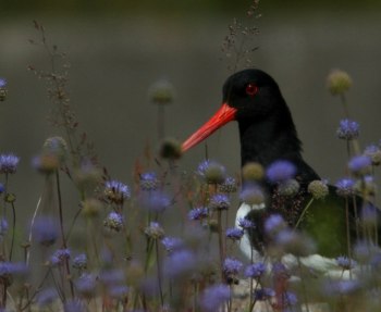 Strandskata bland blommor och bin