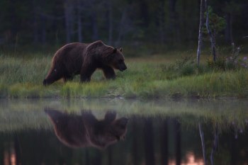 Björnen vid tjärnen
