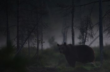 Ett kameraklick och Björnen tittar åt mitt håll