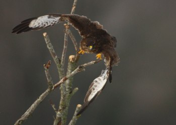 Ormvråk som lämnar sin gren