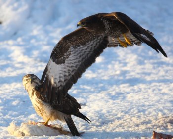 Börringevråk och vanlig Ormvråk