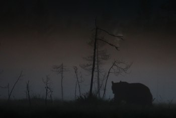 Den vandrande skuggan genom natten i Björnriket