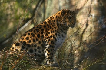 Amurleopard (Nordens Ark)