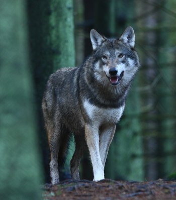 Varg Nordens Ark Bohuslän