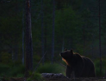 Björn vid en åtel som tittar upp innan han intar maten
