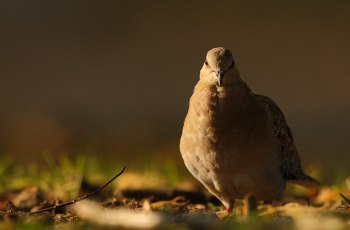 Turturduva