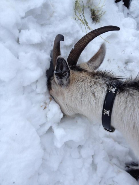 Mira, the goat, searching for the cache