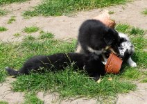 # 16 # Visst kan en plastkruka vara värd en fight
