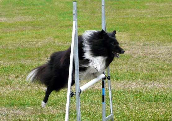 Zigo i Nybro 20090926