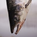 Laxfiskepremiär i Falkenberg