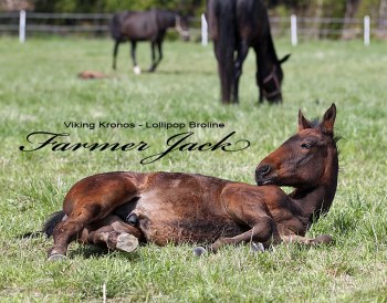 Farmer Jack efter Viking Kronos - Lollipop Broline