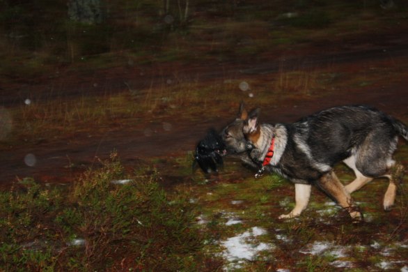 bonnie hittade en handske påväg in mot matte=)