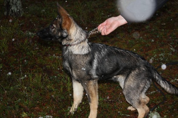 lilla sötta Bonnie.