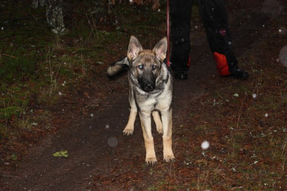 Lilla Blinka (Foxy)