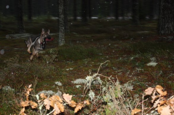 blinka titta vad jag hittade i skogen matte=)
