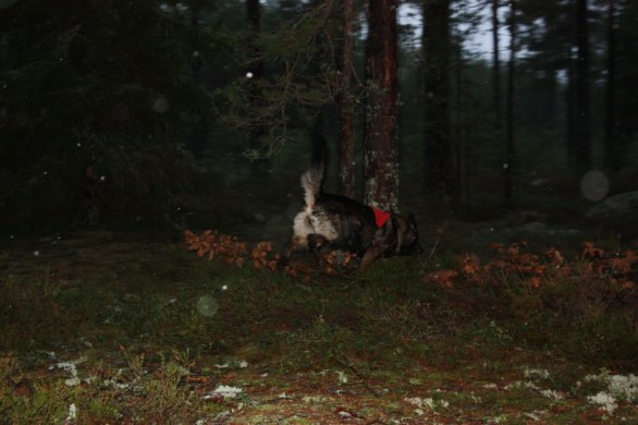 Rixi på jakt efter föremål i skogen=)