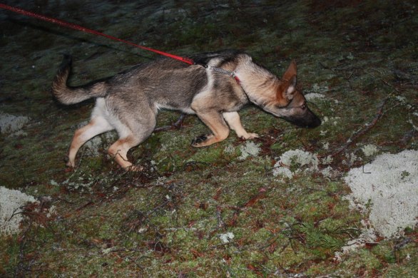 Blinka spårar lugnt och noggrant!