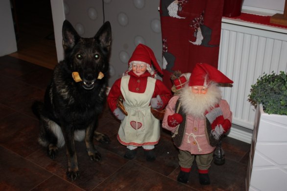 Rixi och vi på RixDivans kennel önskar er alla en riktigt God Jul och Gott Nytt År