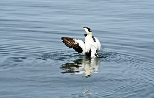 Guding, en ejderhane, fotograferad utanför GKSS hamn i Långedrag 21 april 2006. Benämningen gudinge eller gudunge förekommer också. En skärgårdsbo har förklarat för mig att namnet gudunge kommer sig av att de lever som gudar. De kommer flygande hit på våren och har kuckelimuck med ejderhonorna - ådorna. Sedan drar gudungarna till ytterskärgården där de roar sig på olika sätt. Det kallas för att de 