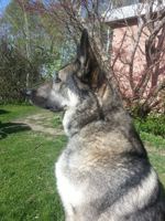 REX, Schäfer/Husky hane REX, Schäfer/Husky hane