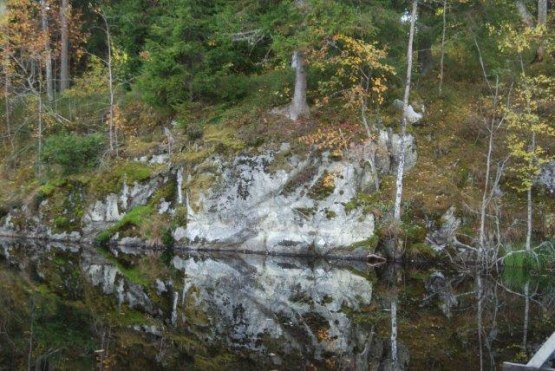 The woods just by Virserums Konsthall. Photo Torun Ekstrand