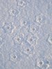 Foxy Winter December 2010 Photo Torun Ekstrand (7)