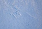 Foxy Winter December 2010 Photo Torun Ekstrand (6)