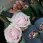 <Blomblad och ris>