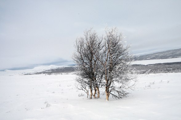 Photo: Brigitte Grenfeldt