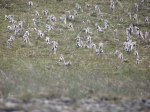 För sommar blomster på alvaret