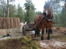 Julle fraktar sand med mukulåda