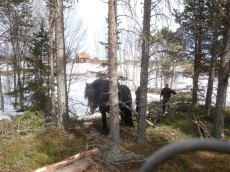 Vedkörning HansOle och Sognar