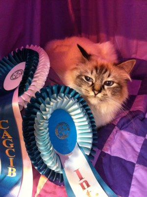 IC S*Star Cat-Cher's Lynette