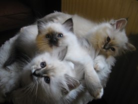 Bree, Gabrielle & Lynette!