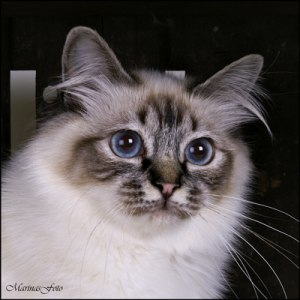 CH S*Purpurhjärtat's Paloma
