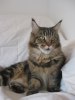 Mimmi