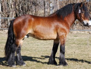 Nordsvenska Trygg, Hingst 3 år visas på grevagården 2012, 41p extreriört, 49p bruksprov. TILL SALU!!!
