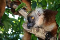 Madagaskar 564