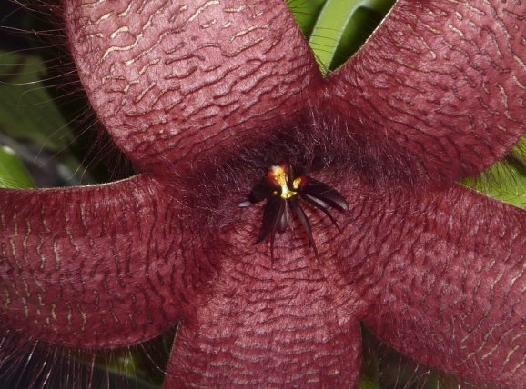 Asblomma (Skunk flower)