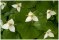 Trillium