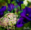 IMG_0827