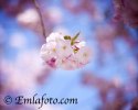 _MG_7944emla