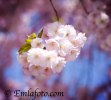 _MG_7949emla
